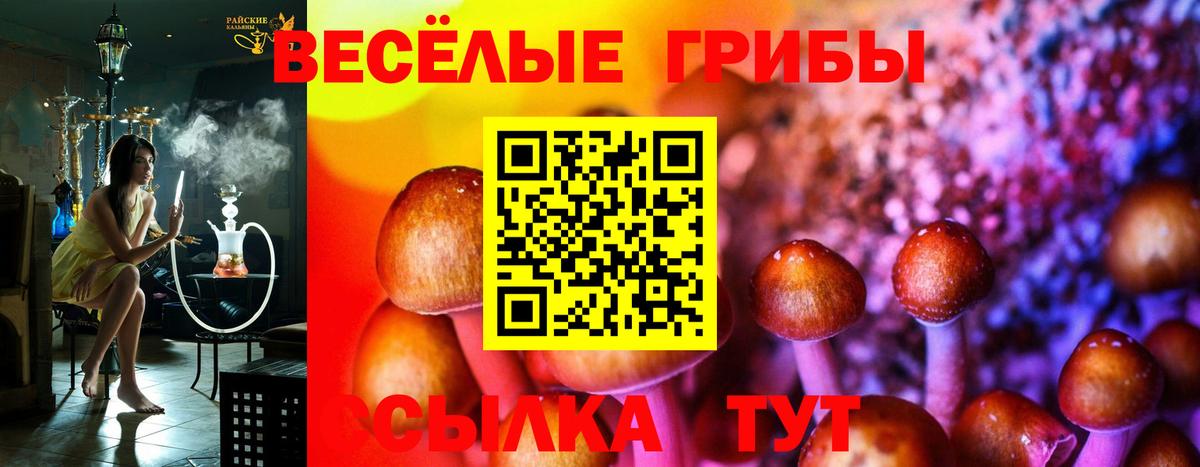 Псилоцибиновые грибы Psilocybine cubensis Северск